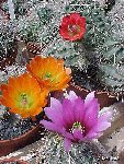 - Echinocereus mix Collection JL2.jpg